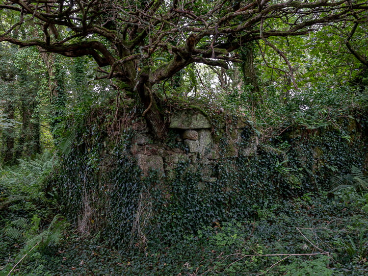 West Penwith, Cornwall, tree and ancient wall, a Trojan landscape, Geoffrey Billett Photography, Sannyassa.co.uk