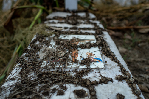 Hindu-Christian-Cemetery-Delhi-9161