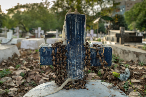 Hindu-Christian-Cemetery-Delhi-9206