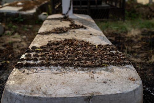 Hindu-Christian-Cemetery-Delhi-9211