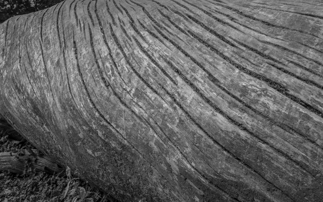 Back to Medium Format and Forward to Where?