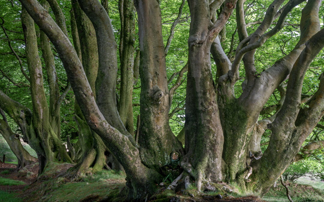 Dancing Trees  :  King Alfred’s Way and the Quantock Hills